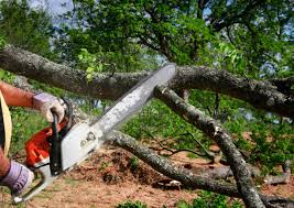 How Our Tree Care Process Works  in Bret Harte, CA